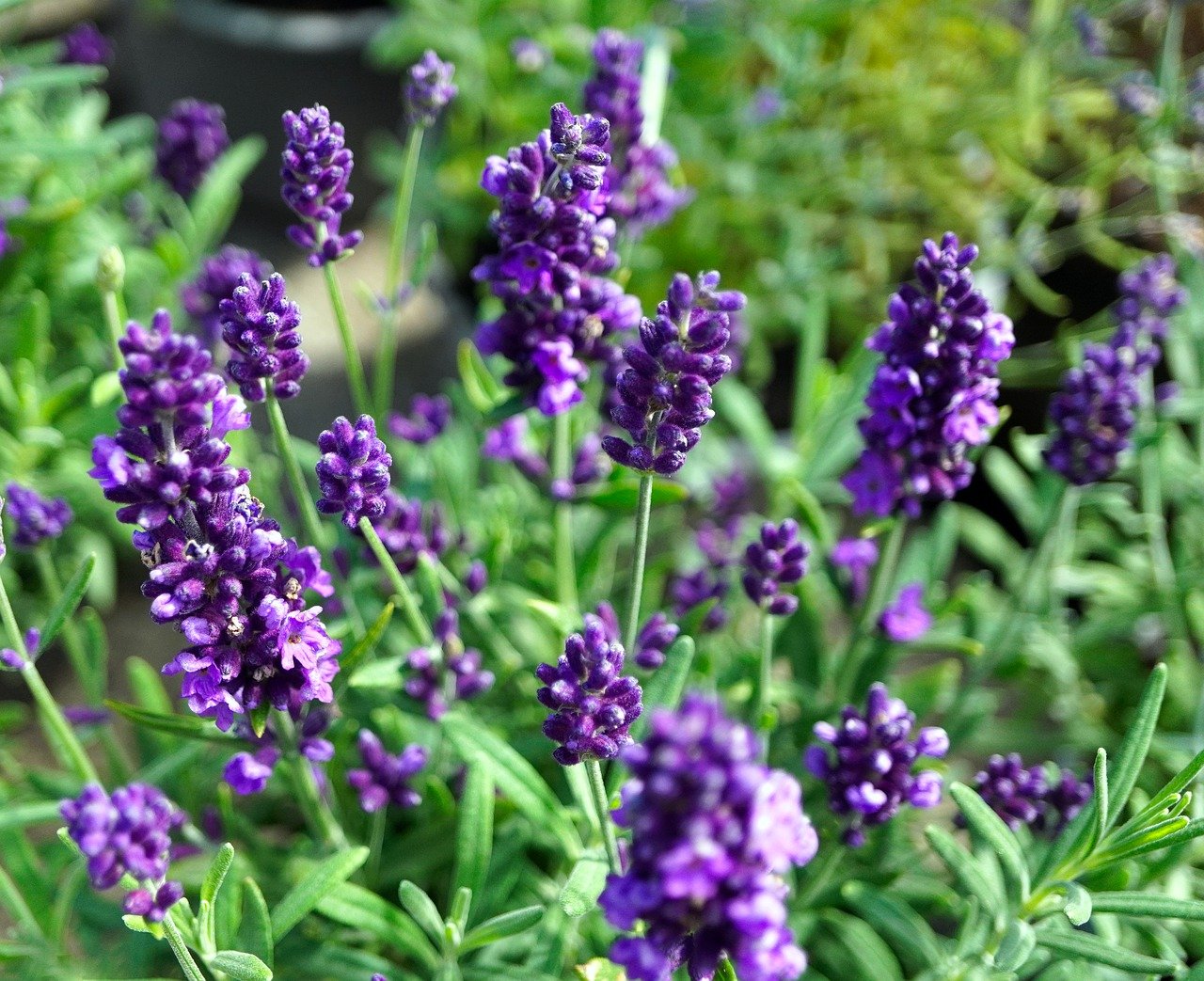 flowers, blossom, bloom-7432492.jpg